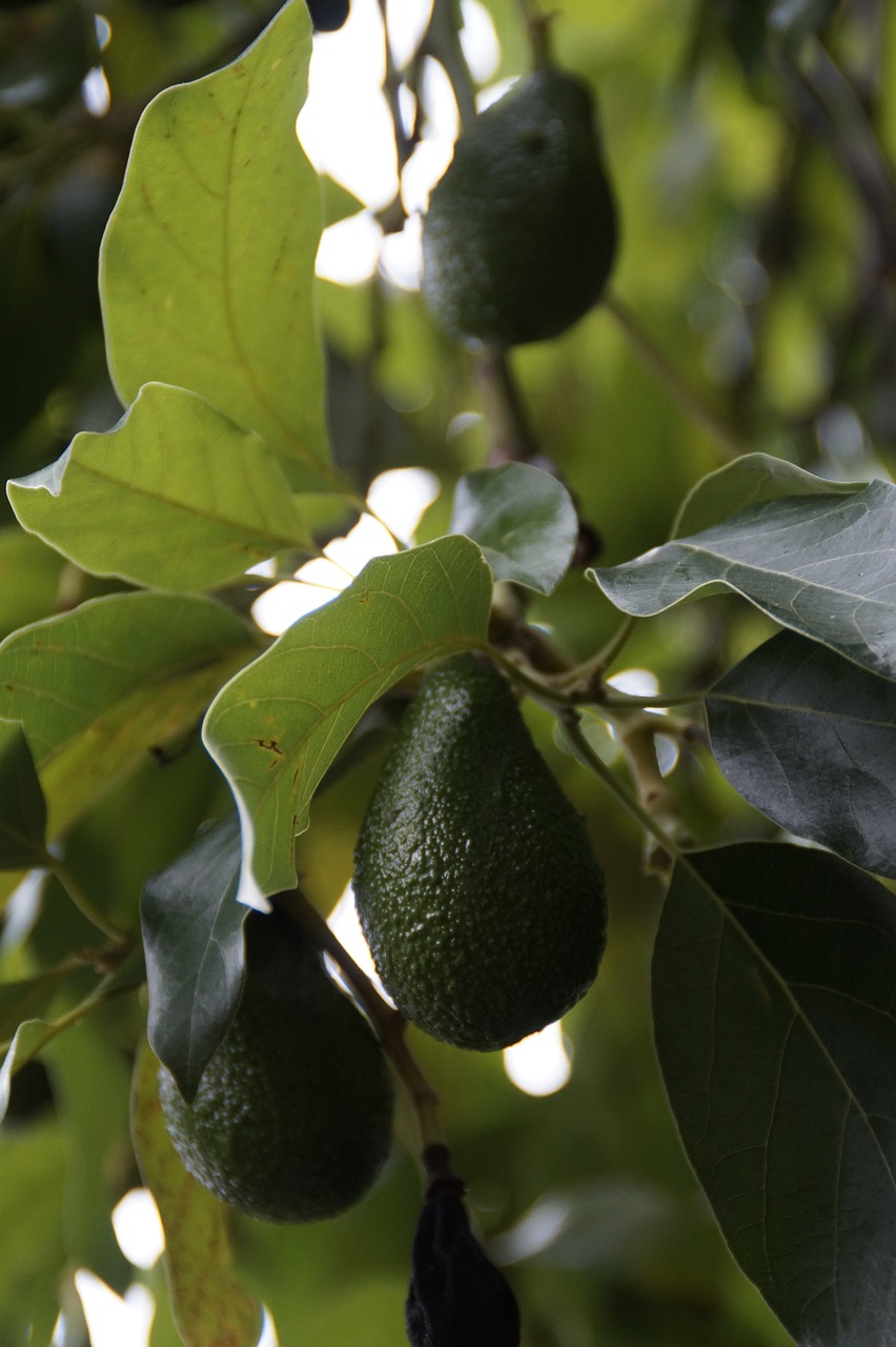 avocado, avocado tree, plant-2454364.jpg
